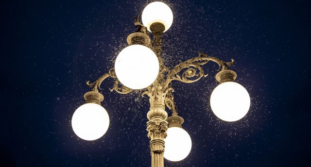 Do led lights attract bugs