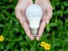 hands holding a bulb