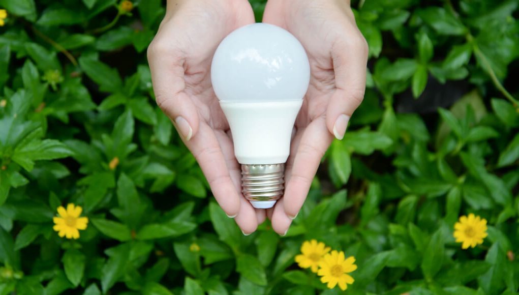 hands holding a bulb