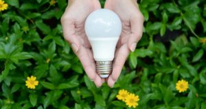 hands holding a bulb
