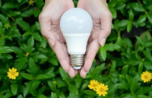 hands holding a bulb