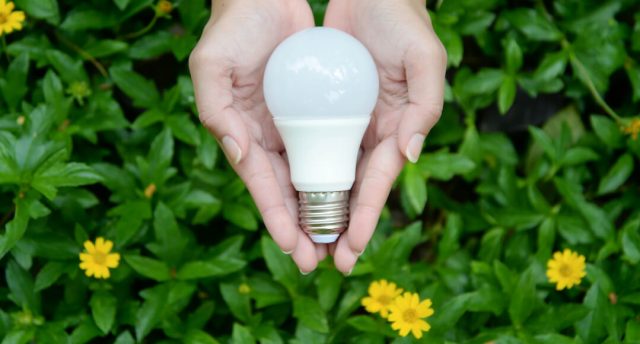 hands holding a bulb