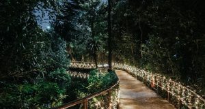 Garden pathway illuminated by LED landscape lighting.