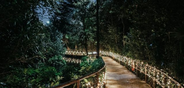 Garden pathway illuminated by LED landscape lighting.
