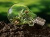 Light bulb on the ground with a plant growing inside.