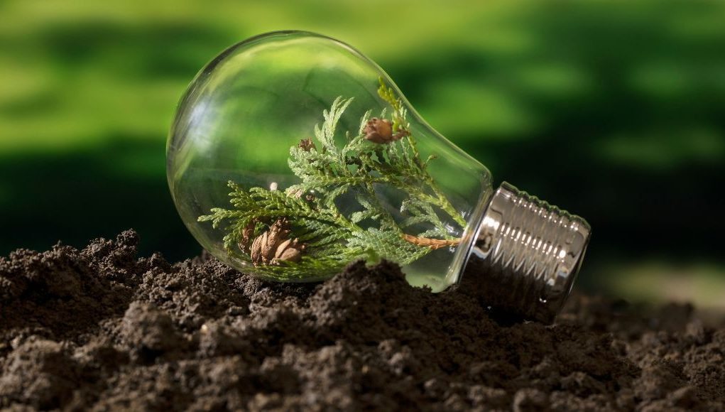 Light bulb on the ground with a plant growing inside.