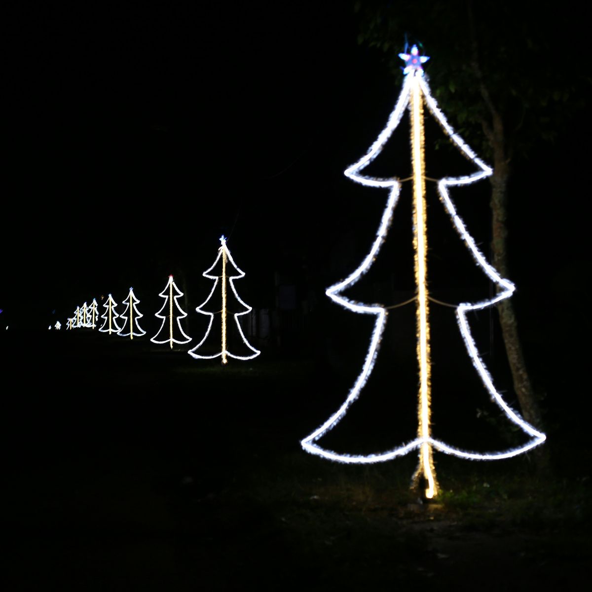 A line of Christmas tree outlines using LED neon flex in a dark outdoor space.