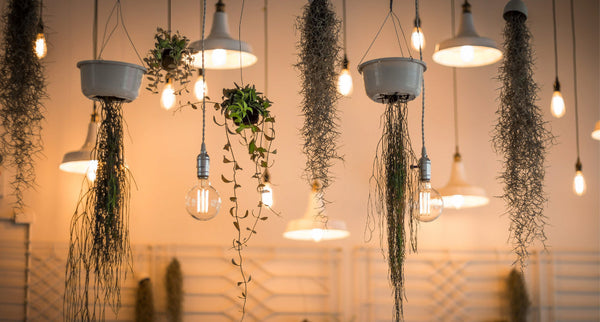 Candle LED Light Bulbs: Are They Becoming More Popular?